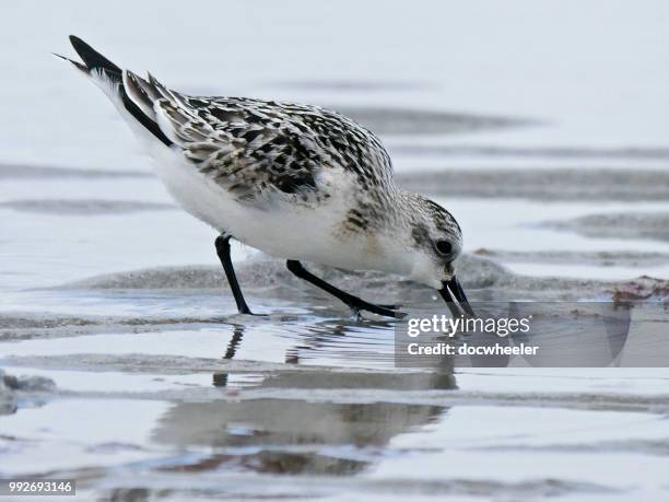 sanderling close up - correlimos tridáctilo fotografías e imágenes de stock