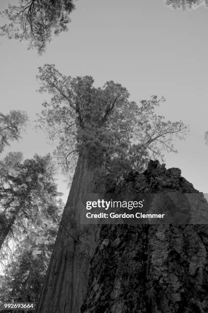 sequoia national forest - sequoia stock pictures, royalty-free photos & images