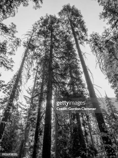 sequoia national forest - sequoia stock pictures, royalty-free photos & images