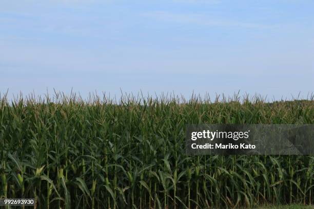 corn field - kato stock pictures, royalty-free photos & images