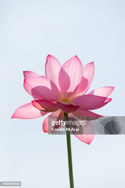 ancient lotus - nenúfar imagens e fotografias de stock
