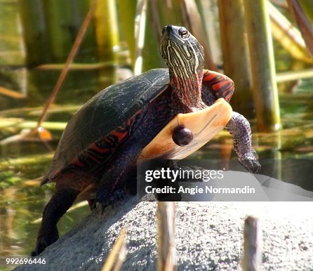 Grumpy turtle Grumpy turtle