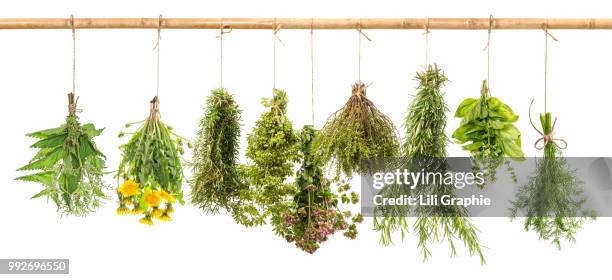 fresh herbs dill, basil, rosemary, thyme, oregano, marjoram, dan - marjoram stock pictures, royalty-free photos & images
