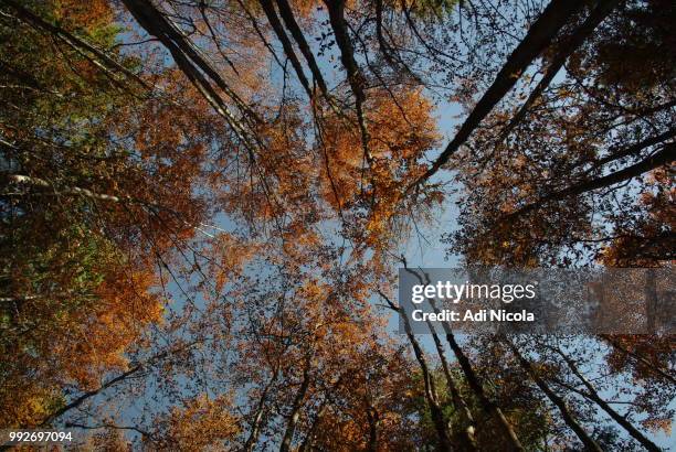 gathered for a chat - nicola tree imagens e fotografias de stock