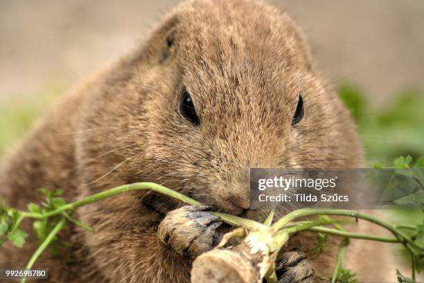 prairie dog - prairie dog - fotografias e filmes do acervo