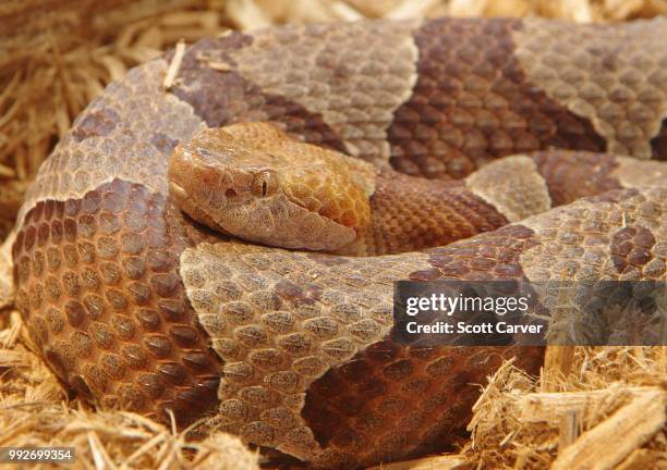 imgp0325.jpg - víbora de hoyo fotografías e imágenes de stock