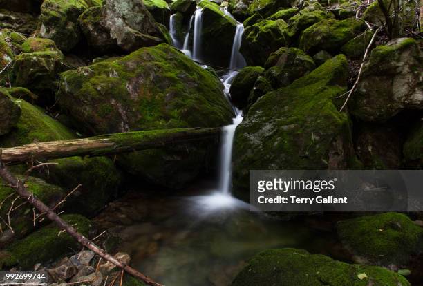 ash brook - terry woods stock pictures, royalty-free photos & images