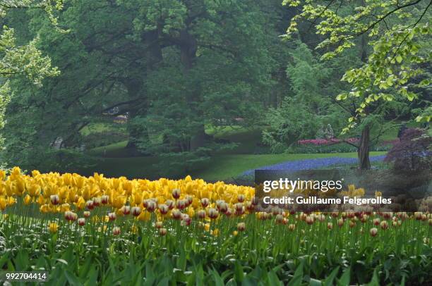 champ de tulipe - tulipe stock pictures, royalty-free photos & images