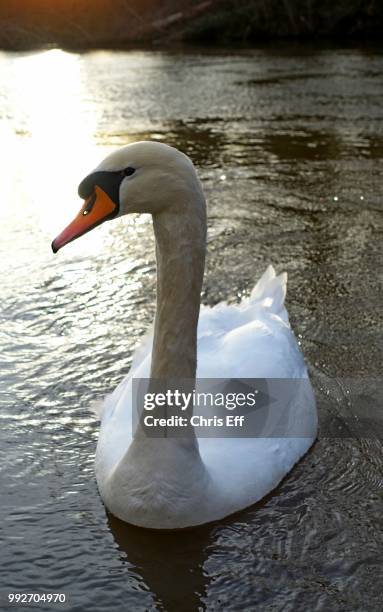 schwan im herbst - schwan stock pictures, royalty-free photos & images