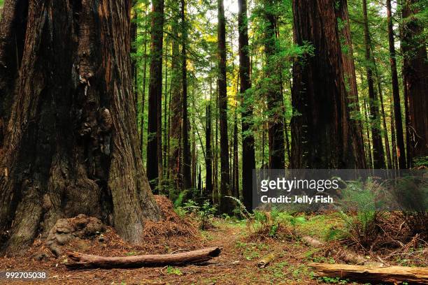 humboldt redwoods state park - humboldt redwoods state park stock pictures, royalty-free photos & images