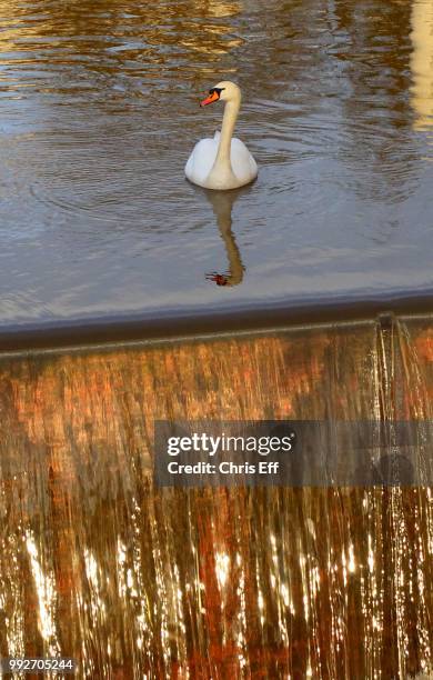 schwan am wehr - schwan foto e immagini stock