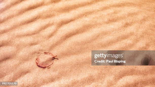 a leaf in the sand - bisping imagens e fotografias de stock