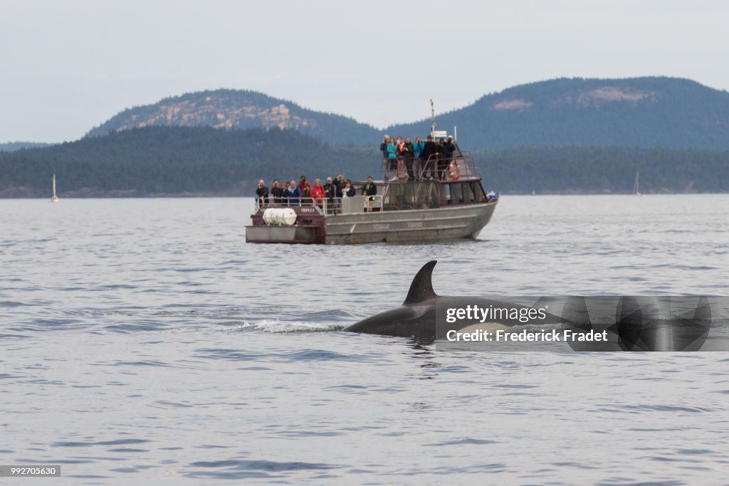 Killer whale watching