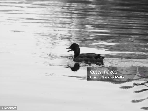 duck b&w - birds b w stock pictures, royalty-free photos & images