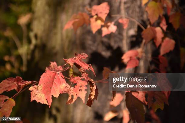 autumn hues - romanov stock pictures, royalty-free photos & images