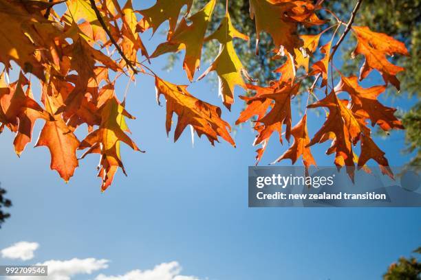 low angle view of autumn oak leaves with the blue sky background - oak view stock pictures, royalty-free photos & images