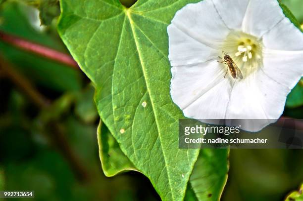 false bee - luna moth stock pictures, royalty-free photos & images