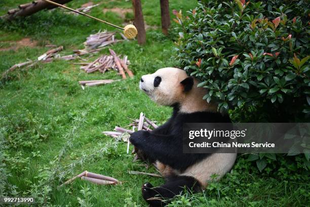 Keeper delivers food to a giant panda with a bamboo stick at the Yunnan Wildlife Park on July 3, 2018 in Kunming, Yunnan Province of China. Yunnan...