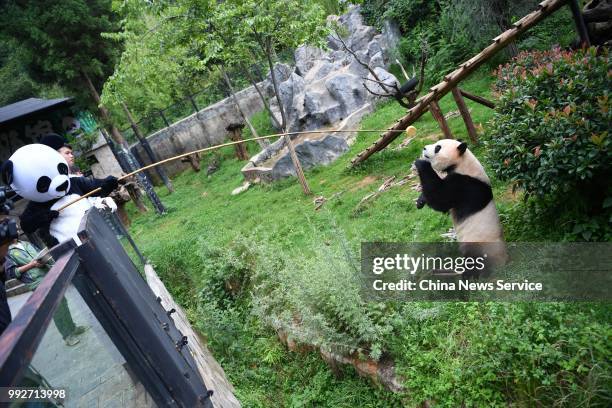 Keeper dressed in panda uniform delivers food to a giant panda with a bamboo stick at the Yunnan Wildlife Park on July 3, 2018 in Kunming, Yunnan...