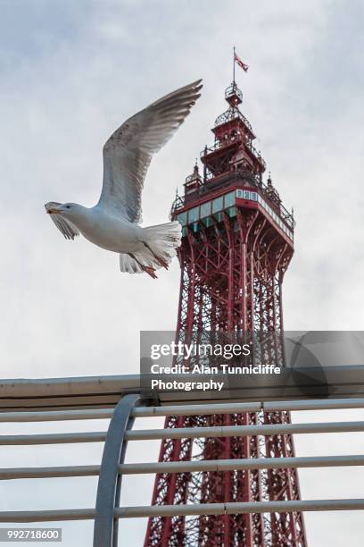 a seagull in flight - blackpool tower stock-fotos und bilder