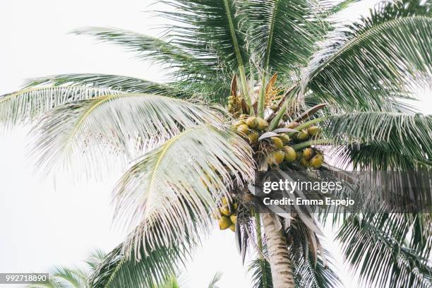 coconut tree - espejo stockfoto's en -beelden