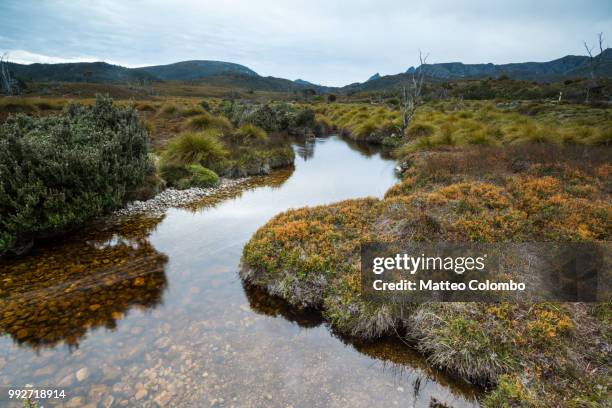 river in the wilderness, tasmania, australia - cradle mountain stock pictures, royalty-free photos & images