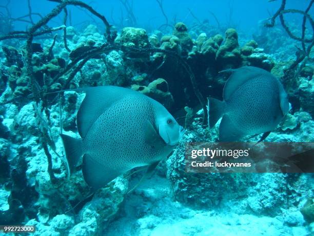 dsc00530.jpg - gray angelfish stock pictures, royalty-free photos & images