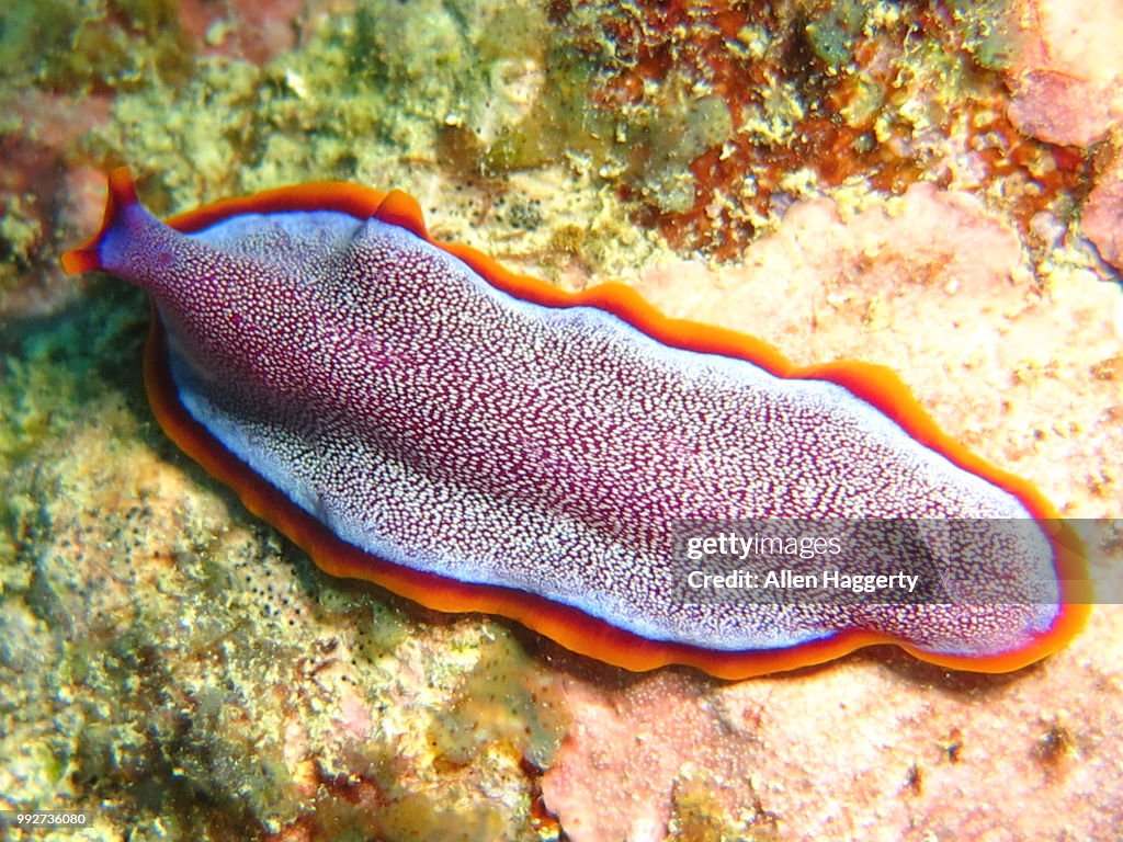 Flatworm