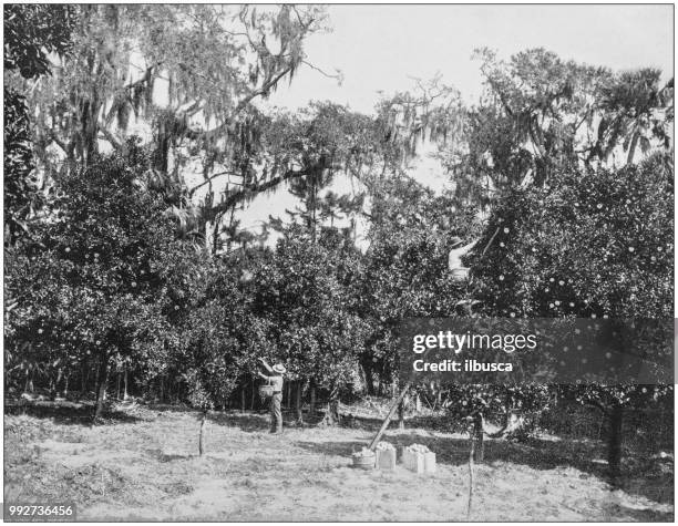 antique photograph of america's famous landscapes: orange grove, rockledge, indian river, florida - orange orchard stock illustrations