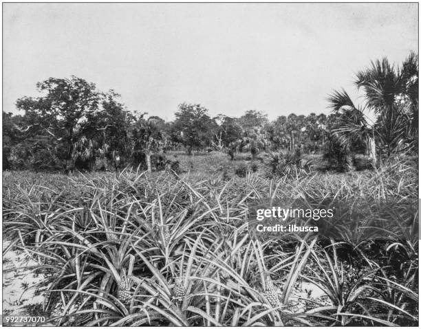 antique photograph of america's famous landscapes: pineapple grove, indian river, florida - indian river florida stock illustrations