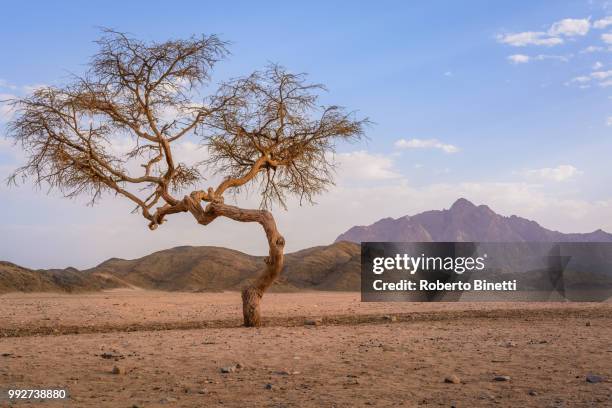 acacia tree alone - binetti stock pictures, royalty-free photos & images