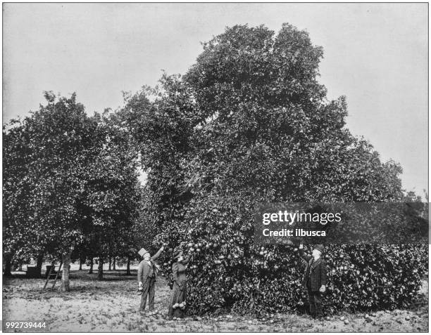 ilustraciones, imágenes clip art, dibujos animados e iconos de stock de antigua fotografía de paisajes famosos de estados unidos: orange grove, palatka, florida - citrus grove