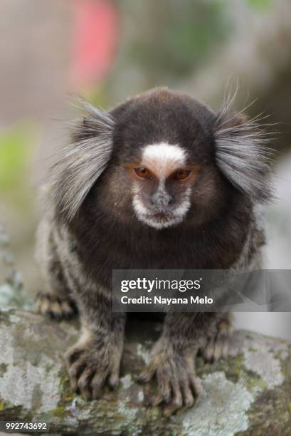 147 Nayana Photos and Premium High Res Pictures - Getty Images 147 Nayana Photos and Premium High Res Pictures - Getty Images