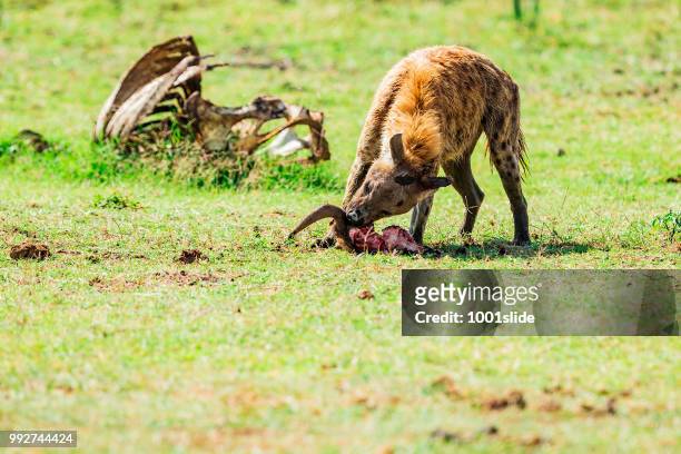 spotted hyena feeding frenzy - 1001slide stock pictures, royalty-free photos & images