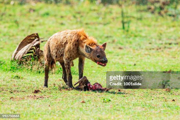 spotted hyena feeding frenzy - 1001slide stock pictures, royalty-free photos & images