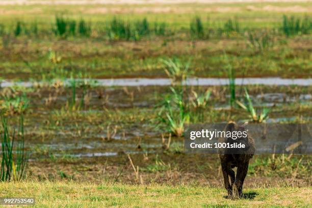 沼澤野生的斑點鬣狗 - 1001slide 個照片及圖片檔