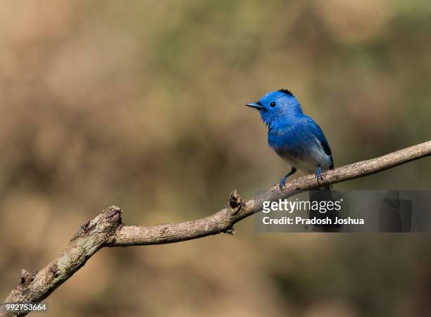blue is neutral - indigo bunting stock pictures, royalty-free photos & images