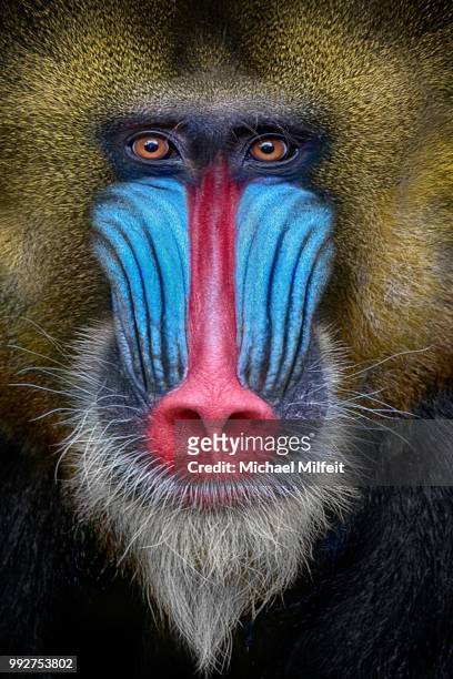 shot-coloured - baboons stock pictures, royalty-free photos & images