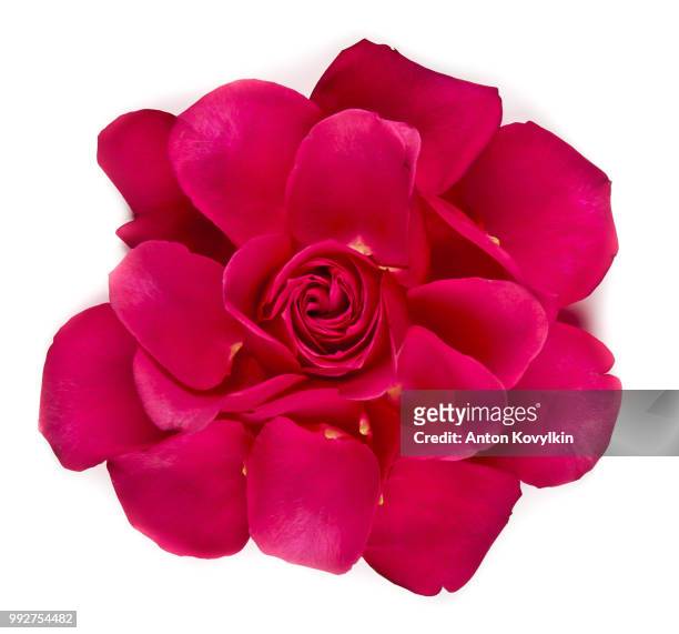 rose deconstruction () - deconstruction stock pictures, royalty-free photos & images