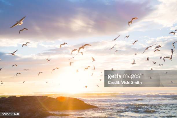 birds in the sunrise - sea bird stock pictures, royalty-free photos & images