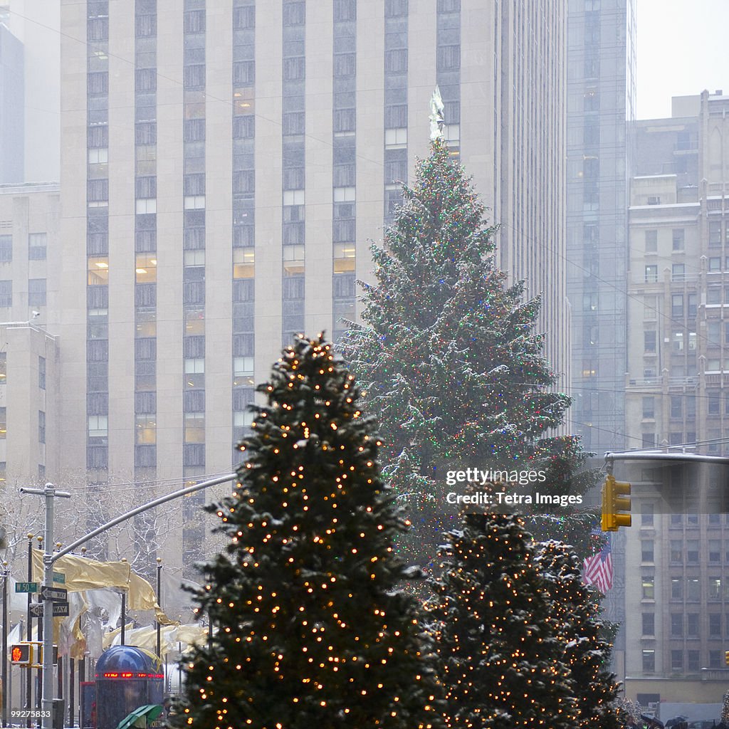 Christmas trees downtown