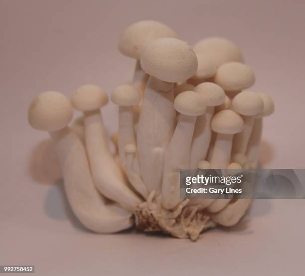 web image mushrooms - shimeji mushroom - fotografias e filmes do acervo