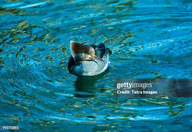 hooded merganser - common merganser bildbanksfoton och bilder