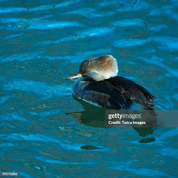 hooded merganser - common merganser stockfoto's en -beelden