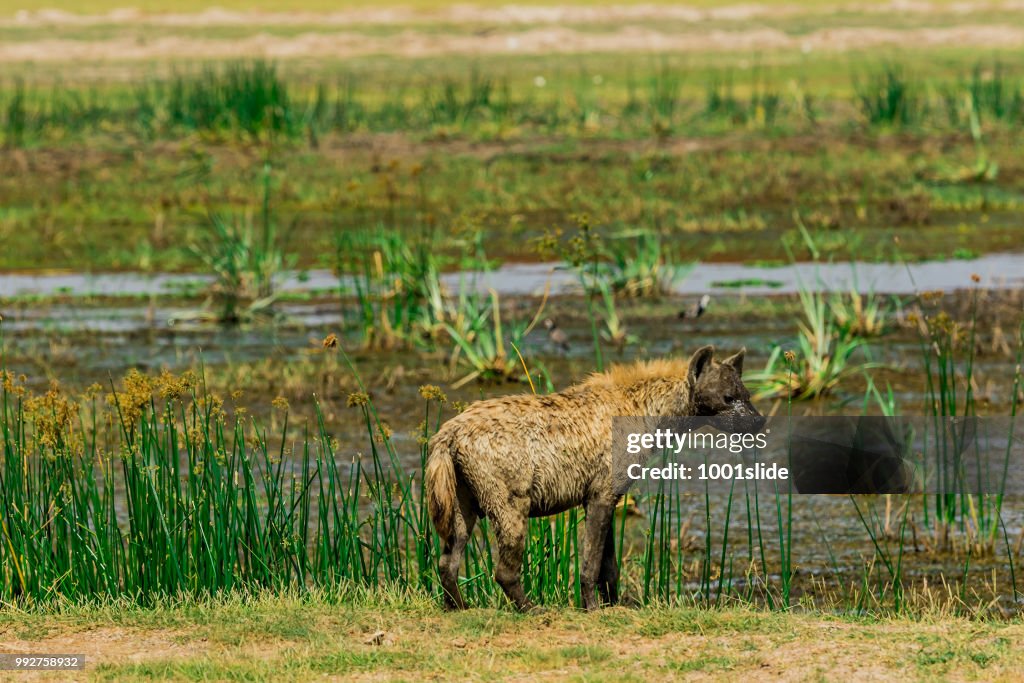 Spotted hyena at wild in marsh