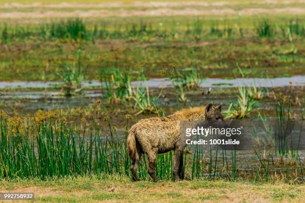 spotted hyena at wild in marsh - 1001slide stock pictures, royalty-free photos & images