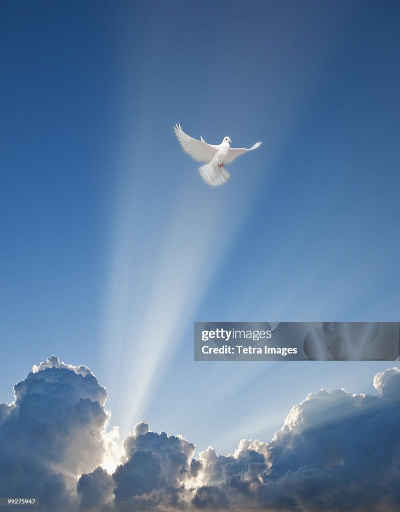 Dove and clouds