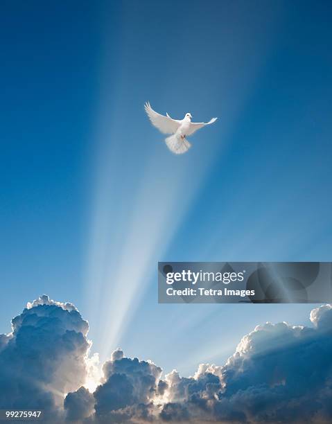 dove and clouds - dove stock pictures, royalty-free photos & images