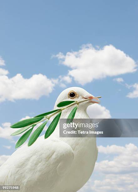 dove holding olive branch - colombe foto e immagini stock