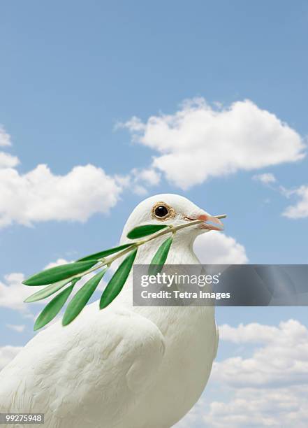 dove holding olive branch - dove stock pictures, royalty-free photos & images